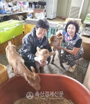 한우 세쌍둥이 출산