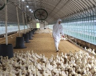 [지속 가능한 축산 … 청년 축산인Ⅴ] 최성환 「성환농장」 대표