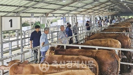 서귀포시축협, 9월 가축시장 개장