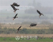 겨울 철새 돌아온다