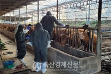 럼피스킨 확산 방지 총력전·비상체계 유지