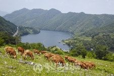 [탐방] 강원한우조합공동사업법인