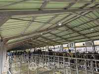 서귀포시축협 가축시장, 재개장