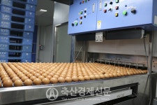 [2024년 축산 기상도] 양계