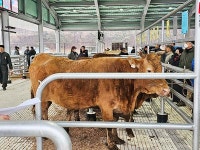 함양산청축협 함양 한우산업 훈풍 시작됐다