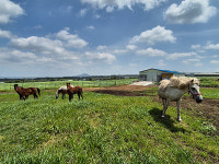 [제주특집] 화제의 인물 - 양치복 제주 선양목장 회장