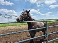 [제주특집] 화제의 인물 - 양치복 제주 선양목장 회장