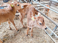 [제주특집] 탐방 - 농업회사법인 ㈜제주우유