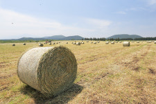 [제주특집] 탐방 - 제동목장