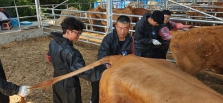 예천축협,  청년 대상 인공수정 이론·실습 교육  실시