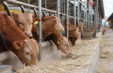 고온기 가축 피해 조기 예측 모형 개발