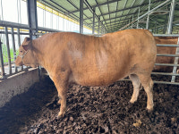 경북한우경진대회 고급육 품평회 개최