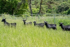 [창간 34주년Ⅲ특집] 새롭게 뜨는 축종Ⅲ… 우수농가  전남 해남  「하모니 흑염소농장」