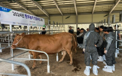 보은옥천영동축협 한우 인공수정 교육 실시