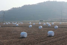 벼멸구 방제 자칫 축산농가 피해로