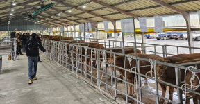 23개월 암소 583만원 최고가