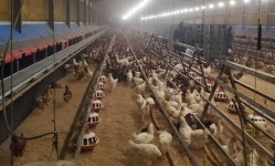 산란계 다단식 평사, 동물복지 논란
