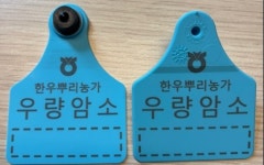 농협 축산경제, 한우뿌리농가에 특수 귀표 공급