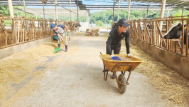 [우수농장 탐방]  경기 연천  「다올목장」