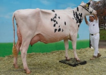 2025 한국홀스타인 품평회 관전 포인트