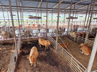 [창간 35주년 Ⅱ특집 - 저탄소 축산 현장Ⅰ] 전북 고창 영문농장