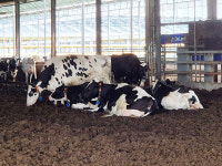 [창간 35주년 Ⅱ특집 - 저탄소 축산 현장Ⅱ]  경기 평택 밀키웨이 목장