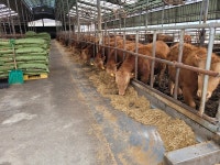 [창간 35주년 Ⅱ특집 - 디지털 축산 혁신Ⅱ]  유튜브 채널 늘찬목장