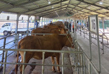 서귀포시축협 가축시장, 성황