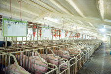 김해시 악취행정에 양돈농가 반발