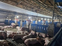 지티바이오 가축천재 적용 자돈 폐사율 50% → 1% 반전