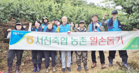 서천축협, 매실 수확 일손 보태