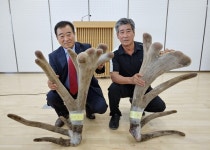 [제34회 우수사슴 선발대회] 오산사슴농장 녹용 28.48kg 대상
