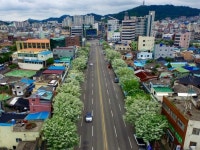 하얀 이팝나무로 출렁이는 5월 항구도시 목포