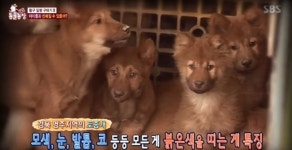불개-노새-양-어미개, 이번주 동물농장에 출연한 동물들