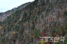 생명의 숲, 지리산 자생지 구상나무 살리기에 온 힘