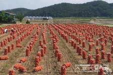 [뉴스 스토리텔링] 세계 3대 채소 양파의 효능