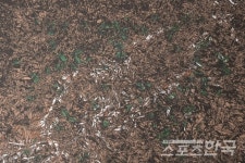 [서양화가 김중식의 아트인] 제주도의 자연을 회화적 목판화로...작가 서인희