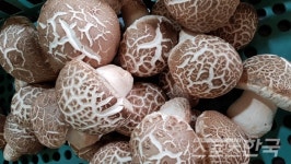 [버섯 특집2] 생산농가 탐방-백화고 산속농장 사장 강한선 씨