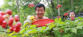 영마루산양삼산약초산야채농원 | 무농약 수준의 '산양삼' 먹는다