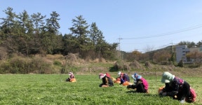 함평군 친환경 특화작목 함평참쑥 본격 출하