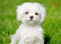 코로나19 확진자의 반려동물...지정 보호소(협력 동물병원 등) 연결