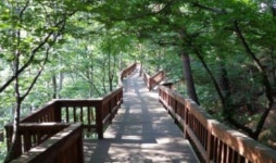 강릉시, 솔바람길 비대면 건강걷기 챌린지 성료