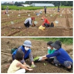 건강먹거리 수확의 기쁨… 서울시, 친환경농장 개장