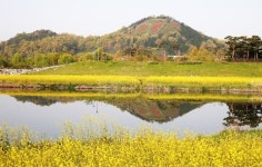 [포토뉴스] 함평천변 유채꽃 나빌레라