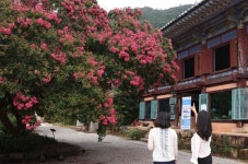 [포토뉴스] 천년고찰 강진 백련사 백일홍 만개 화려한 유혹