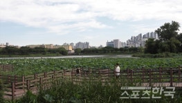 [포토뉴스] 연으로 가득찬 수원 만석공원