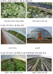 농진청, 겨울철 하우스 감자 재배주의 당부