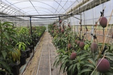 보성군 다양한 신소득 아열대 작목 육성 농가소득 증대 박차