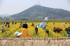 보리밭 향수 자극하는 영광 군남면 찰보리 축제 한번 가보자