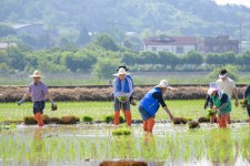 순천시 별량면, 논아트 모내기 체험행사 성황리에 마쳐